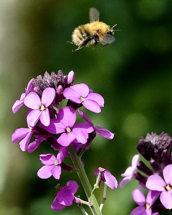 bumblebee
